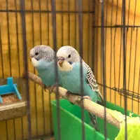 مرغ عشق|پرنده|شیراز, نصر|دیوار