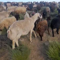 شیشک نر