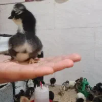 جوجه محلی و کاکلی