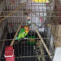 یک جفت طوطی برزیلی