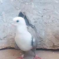 کلاغ ودم‌سبز