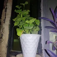 گل برای معاوضه|گل و گیاه طبیعی|اصفهان, هفتون|دیوار