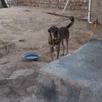 خرسی|سگ|سیروان, |دیوار