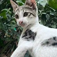 واگذاری گربه DHS