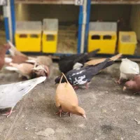 کبوتر جوجه دم سفید