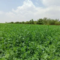 بذر یونجه اعلا همدان