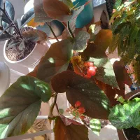 بگونیا عروس بال فرشته ای برگ خالدار پشت قرمز