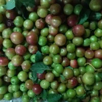 فروش الوچه محلی