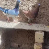 جفت کفتر
