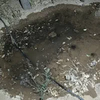 درختان بادام مامایی