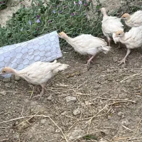 جوجه بوقلمون بیوتی ۴۵ روزه