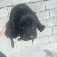 واگذاری توله قهدریجان