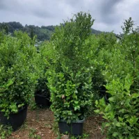 یاس هلندی جعبه۴۵و۵۰،گلدان نیم زباله