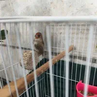 سهره ماده