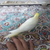 جوجه عروس هلندی