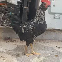 مرغ و خروس گلین