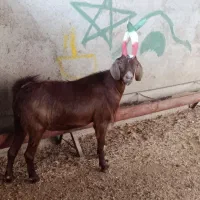 بز درشت تکه