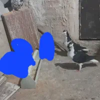 فروش کفترافشون