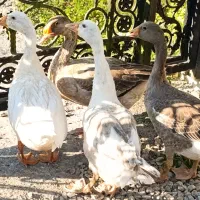 فروش بچه غاز