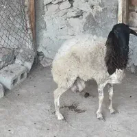 بره ماده