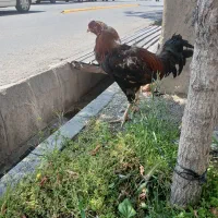 خروس دورگه )دونمه( ۱۰ ماهه