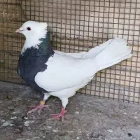 کفتر طوقی کاکلی پالخت