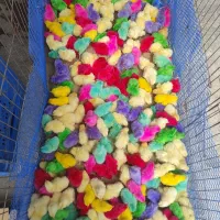 جوجه خروس و رنگی از نژاد لوهمن