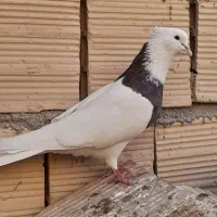 کبوتر طوقی سرور پرشی نر و ماده