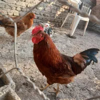 خروس محلی جوان