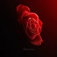 سیم کارت ۰۹۱۱دایمی