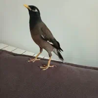 مرغ مینا