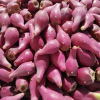 سلام میوه کاکتوس، میوه درمانی