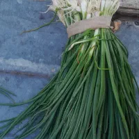 بزر پیازچه