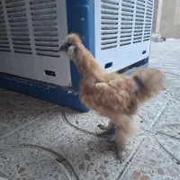 خروس ابریشمی با خروس گلین گردن لخت