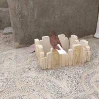 کبوتر دم سفید