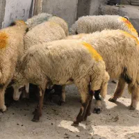 گوسفند