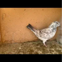 کفتر ، کبوتر ، باخ رفته