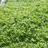 نهال گوجه درجه یک