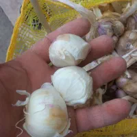 سیره تازه درشت