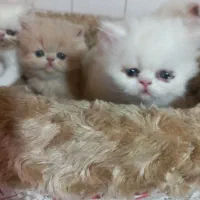 پرشین سوپر فلت (اولترا،دال فیس، اخمو)