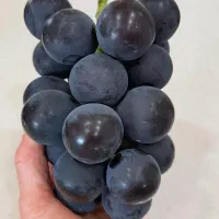 نهال گلابی|خدمات باغبانی و درختکاری|اسلامشهر, شهرک مفیدی|دیوار