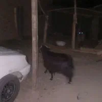 بزچاق 15ملیون