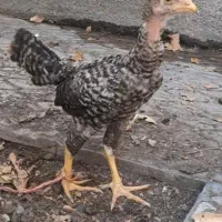جوجه مرغ لاری