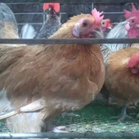 پرورش مرغ‌های کوچک ژاپنی باتخم‌مرغ نطفه‌دار جاپنیز