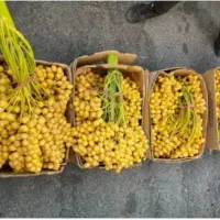انواع رطب و خارک