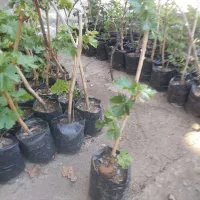 نهال انگور شاهینی سیاه