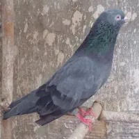 کبوتر