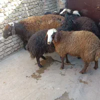 بره نر 30کیلو قیمت مناسب