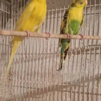 جفت مرغ عشق مولد