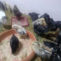 جوجه مرغ